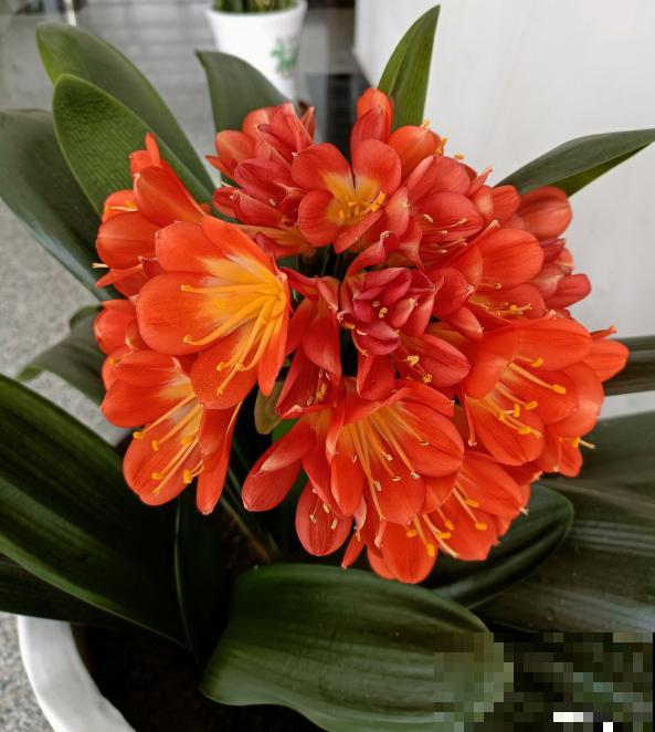 4种便宜花,年限越长越金贵,养好了能当成传家宝 4种便宜花,年限越长越金贵,养好了能当成传家宝