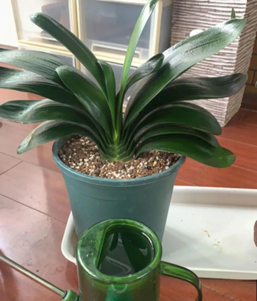 夏天养君子兰，要注意一个“懒”字，不然烂叶又烂芯