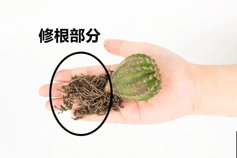 鲜艳多彩的彩草仙人球,开花特惊艳,像荷花一样美 鲜艳多彩的彩草仙人球,开花特惊艳,像荷花一样美