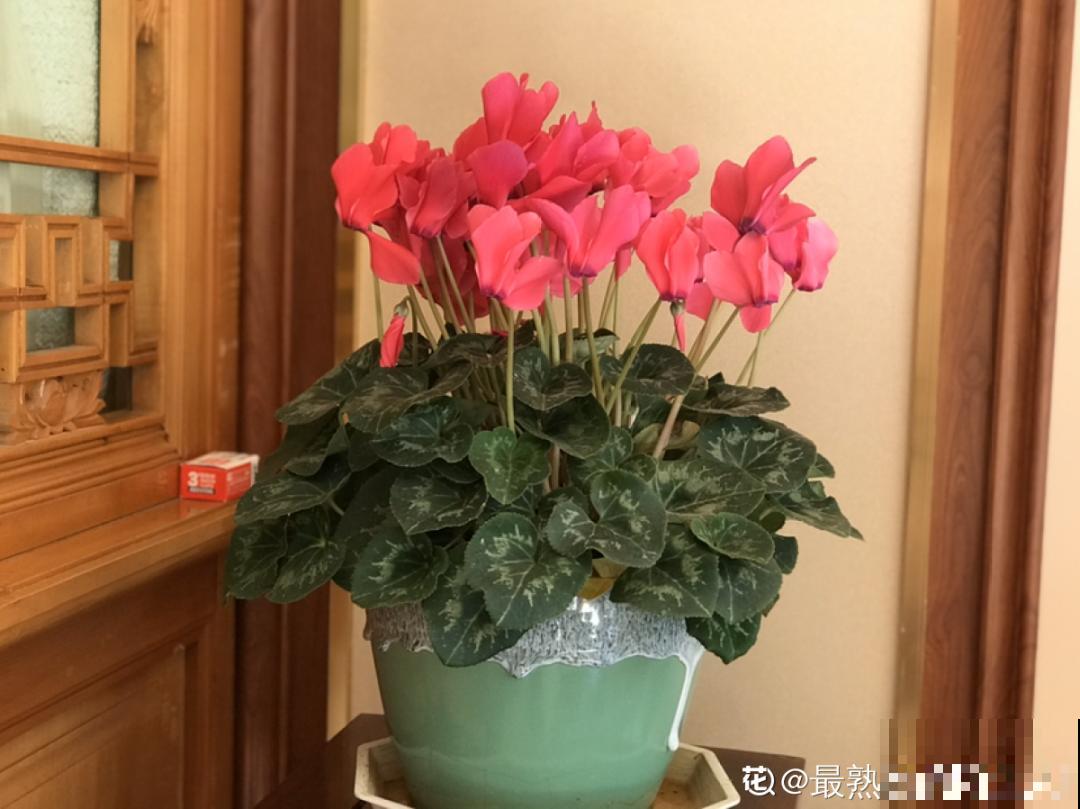 播种时间到,立秋后撒下去,冬春就开花 播种时间到,立秋后撒下去,冬春就开花