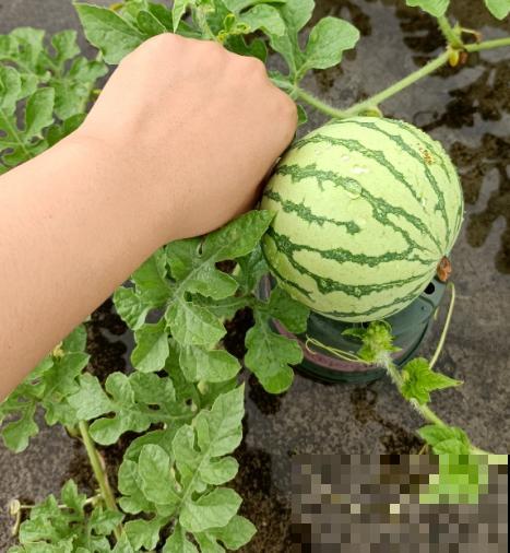 买西瓜还只会敲？用这3种方法，挑走全场最甜西瓜