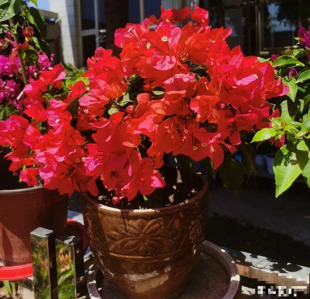 三角梅剪 一剪，搬出去晒晒，呼呼爆花