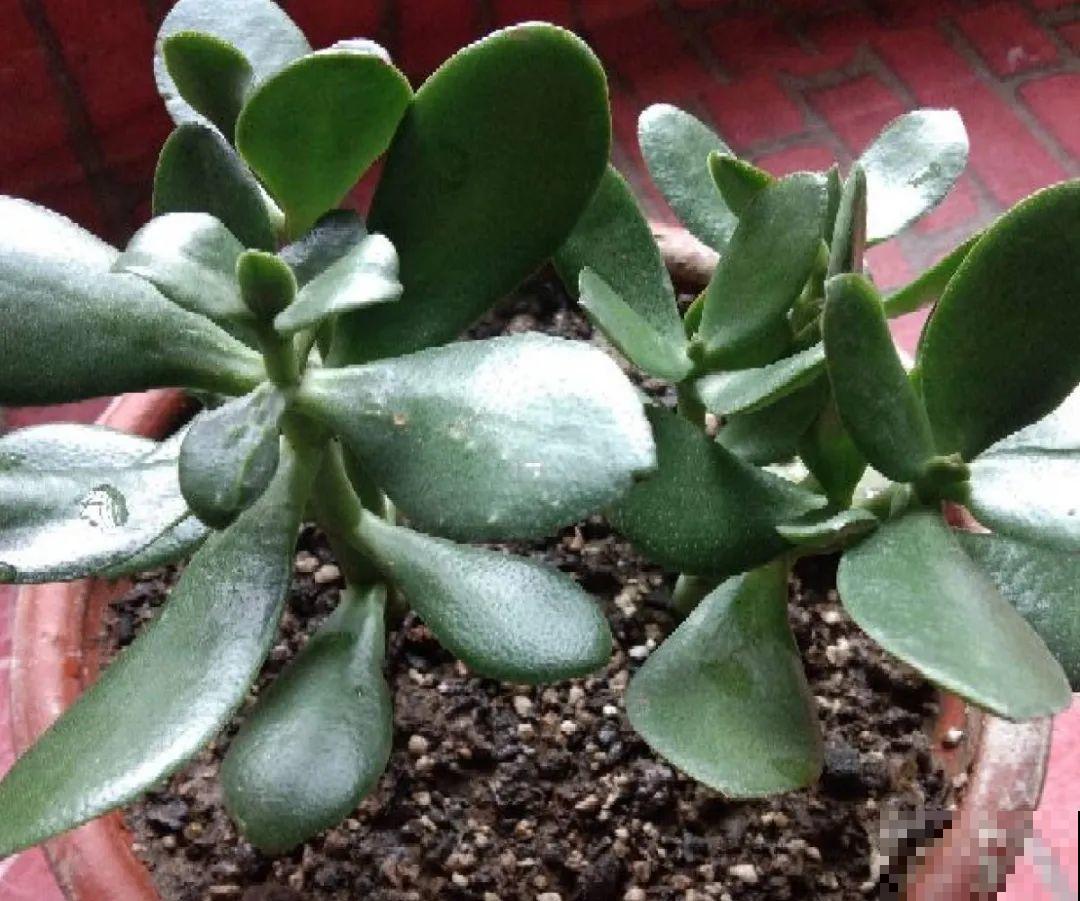 花杆子变黑，赶紧拔出来，立马换土