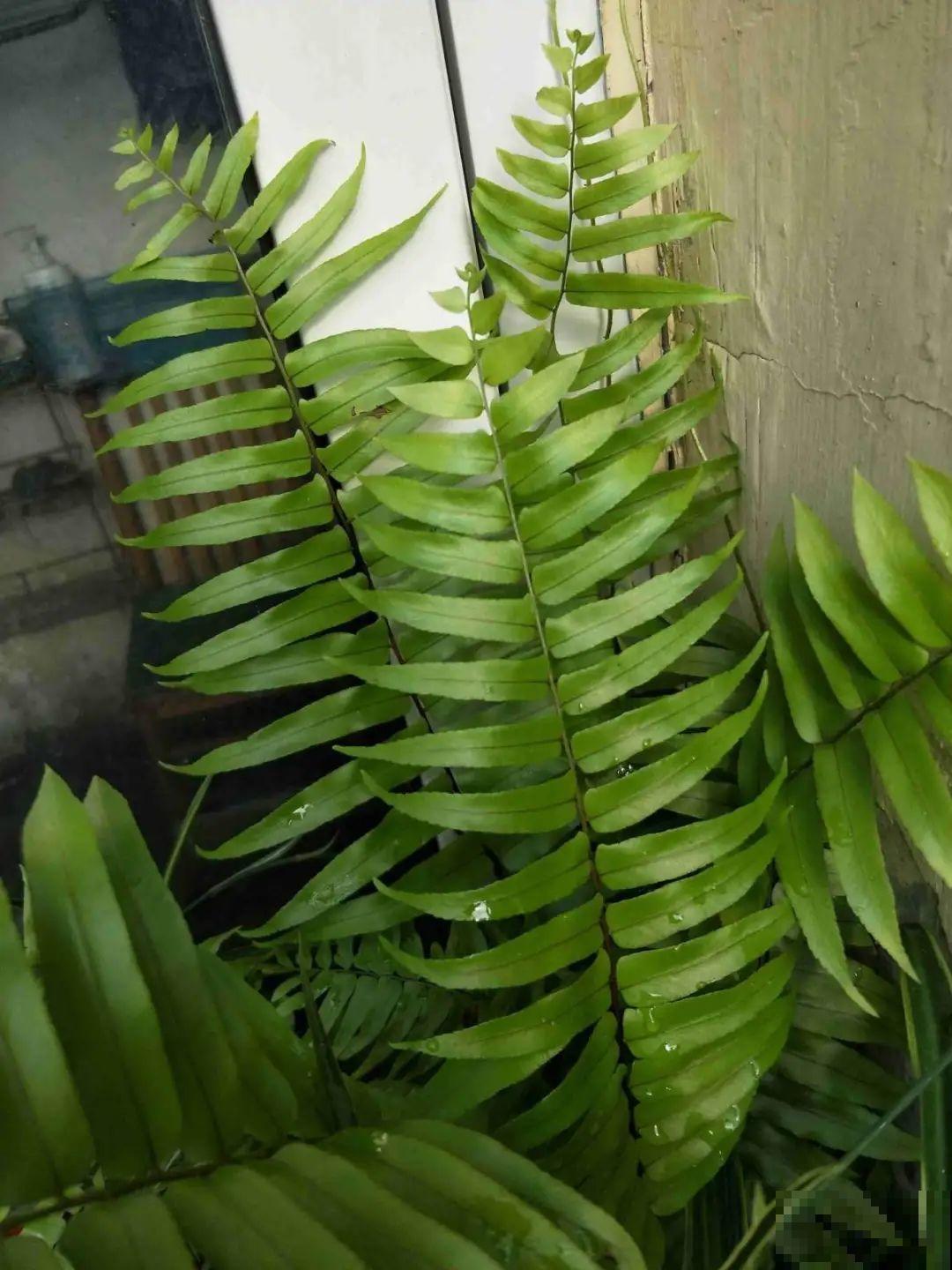 大叶子耐阴花，室内一定养，叶子比脸大，真凉快