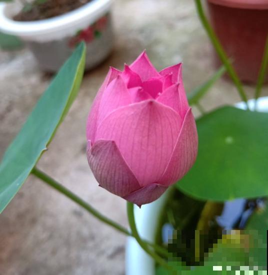 因为名字晦气，婆婆总和我闹别扭，养碗莲有什么错？