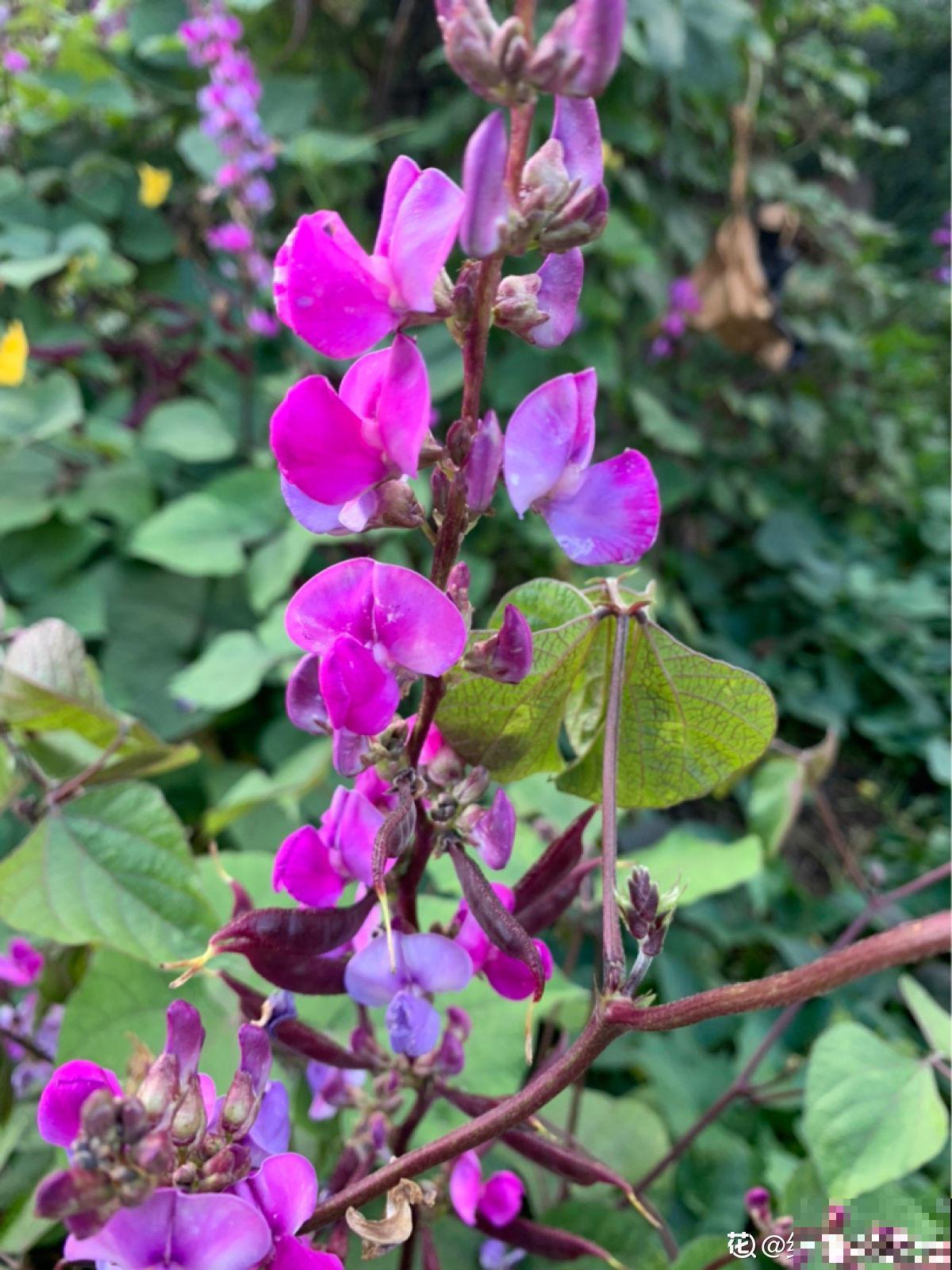 8种蔬菜花，农村人都认识，城里人基本不认识