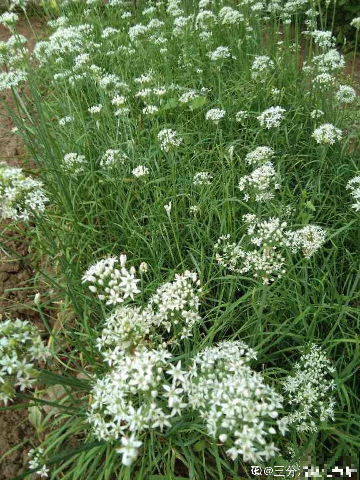 长得像蔬菜的植物，可千万不能吃，中毒就麻烦了