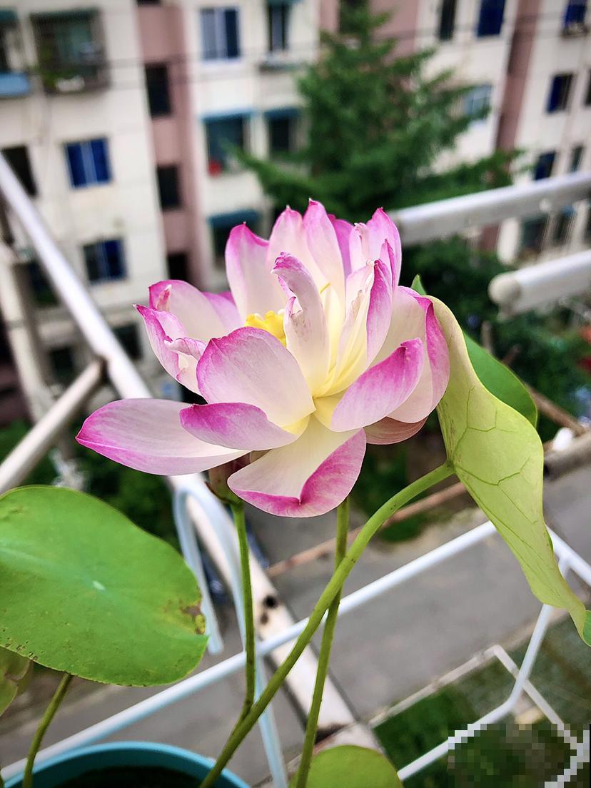 碗莲为什么不开花?基本是这4个原因,都进来看看吧! 碗莲为什么不开花?基本是这4个原因,都进来看看吧!