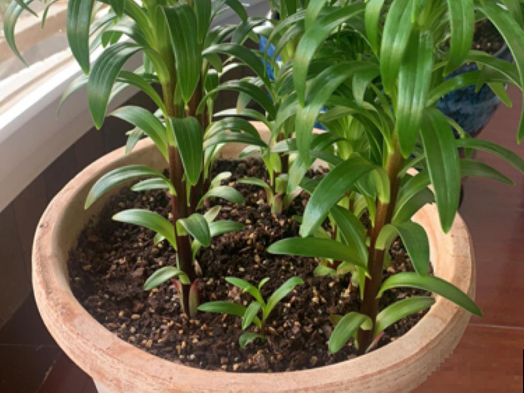 百合开花后，养分消耗太大，补充肥料是关键