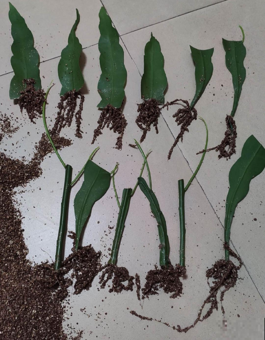 立秋后，7种花要扦插，满盆开花结果子