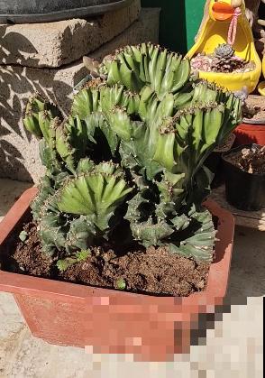 3种霸气植物，样子是丑了点，但是超有安全感