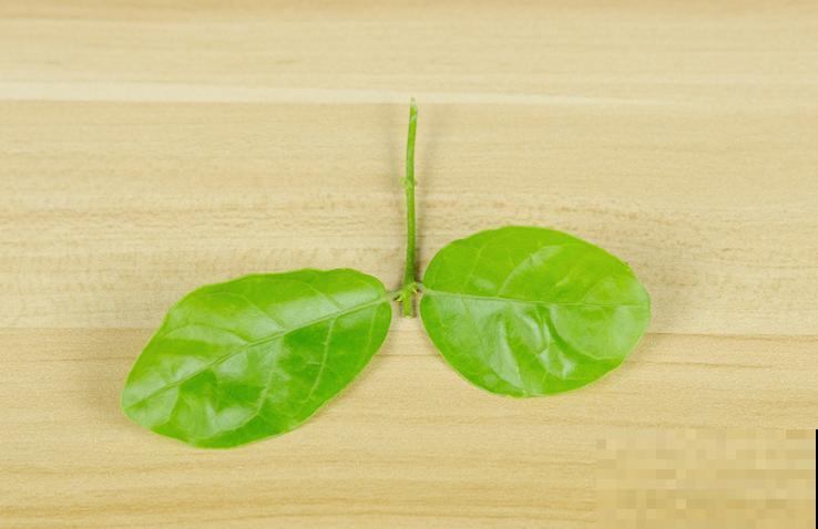 6月份扦插，选好合适的植物品种，沾土、泡水都能活