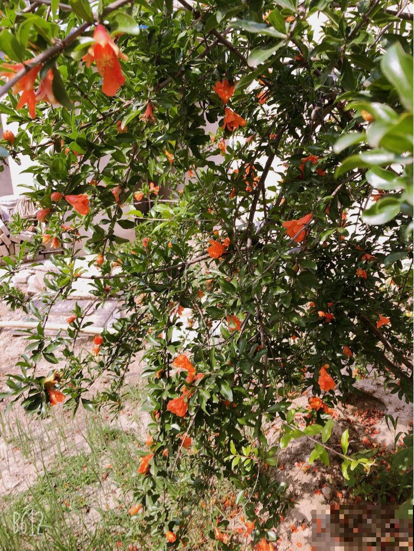 家有庭院，养好石榴盆栽，好运自然来