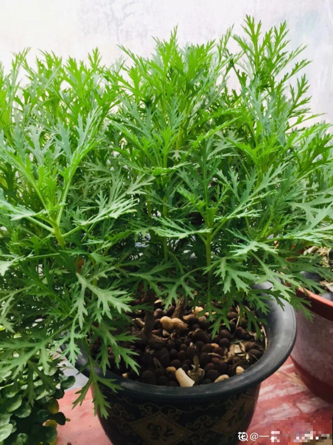 6种花夏天难养，贴土面砍一刀，新芽呼呼冒