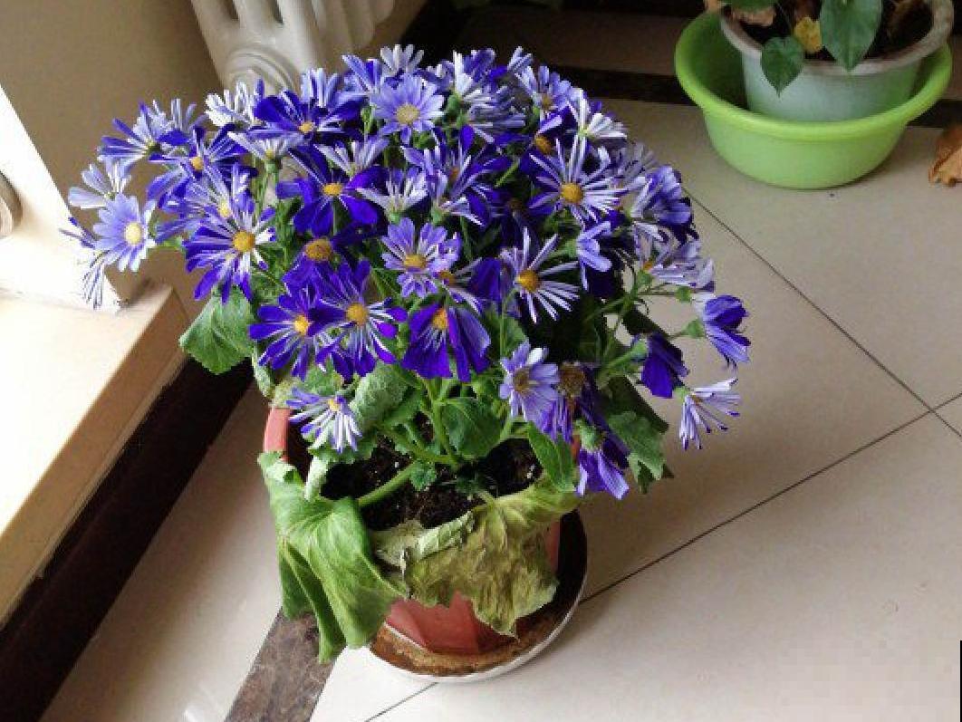 10种花并不是一次性,掌握养护要点,还能复花 10种花并不是一次性,掌握养护要点,还能复花