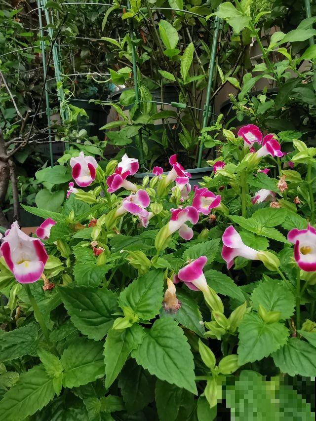 强悍的小草花，种一次年年开，越晒花越多！
