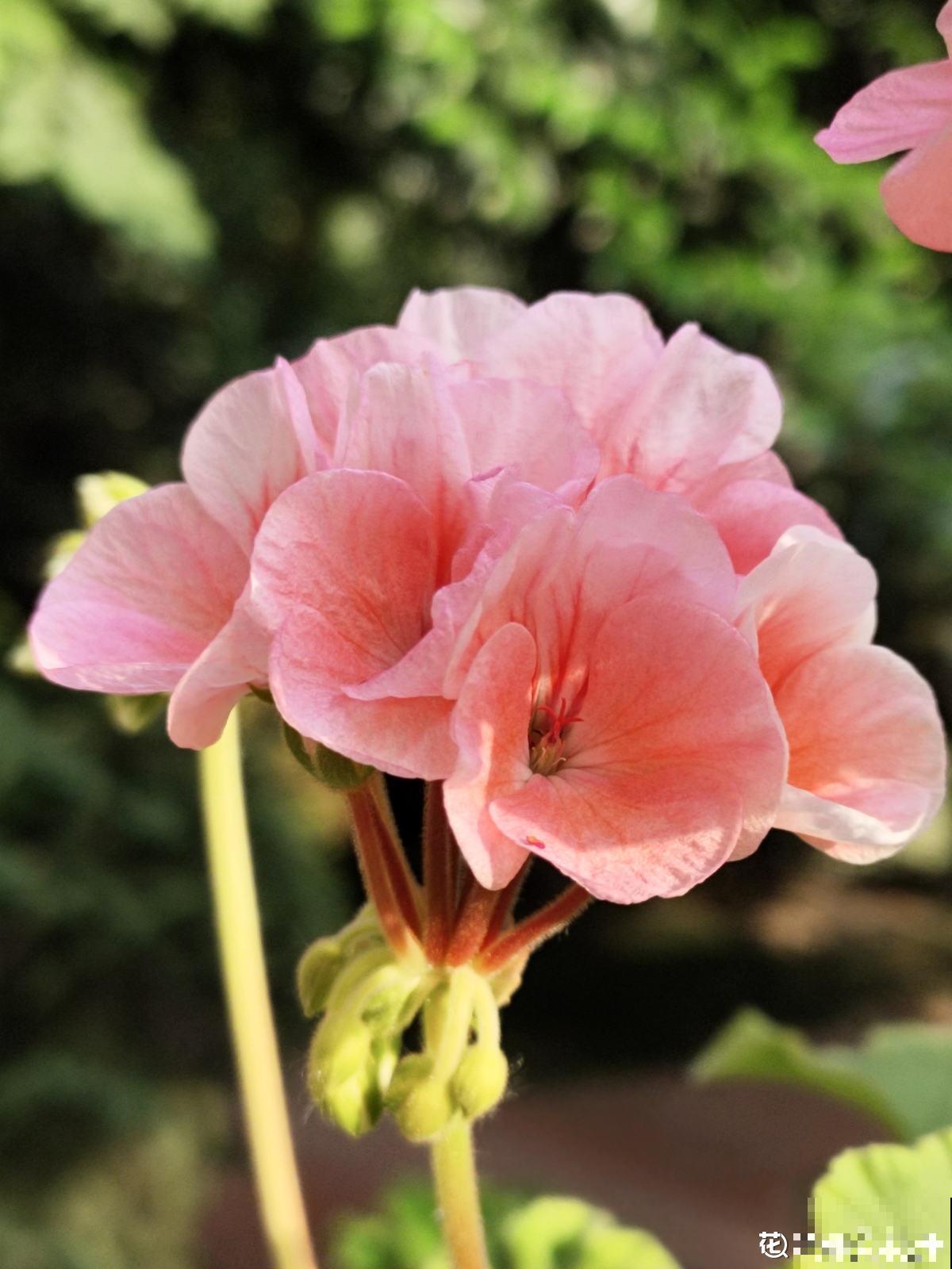 3种花马上要醒了,抓住时机养护,秋天呼呼冒新芽 3种花马上要醒了,抓住时机养护,秋天呼呼冒新芽