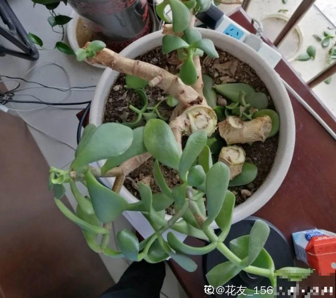 花杆子变黑，赶紧拔出来，立马换土