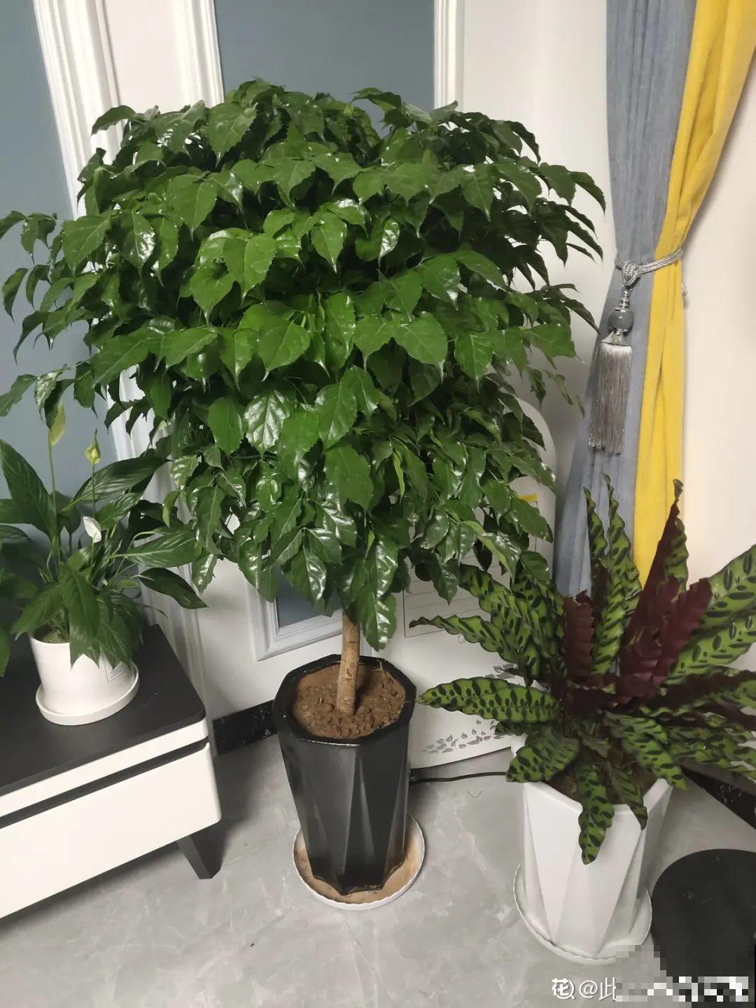 夏天养花，就怕乱浇水，千万不能积水