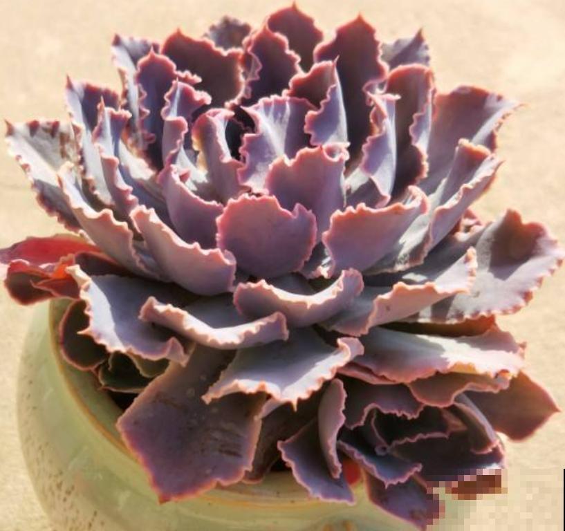 夏天养多肉，小妙招得用起来，不然最后剩个盆