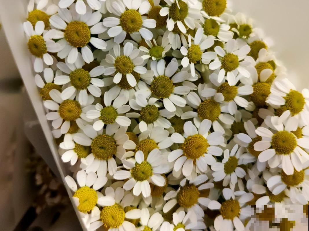 洋甘菊也能做花束?一捧洋甘菊,送给适合的TA 洋甘菊也能做花束?一捧洋甘菊,送给适合的TA
