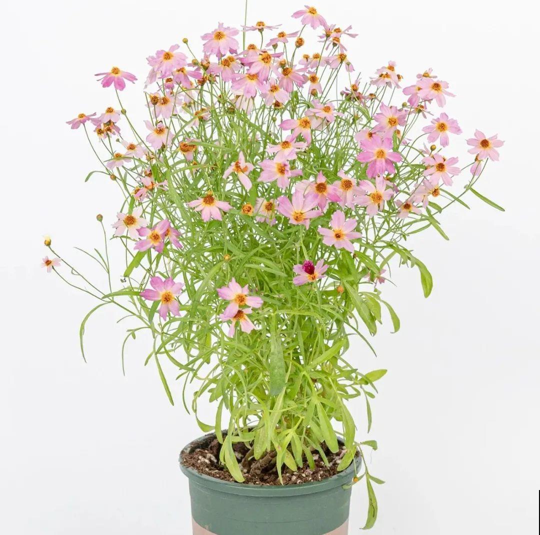 8种花名字里带金,听着就富贵,赶紧养一盆 8种花名字里带金,听着就富贵,赶紧养一盆