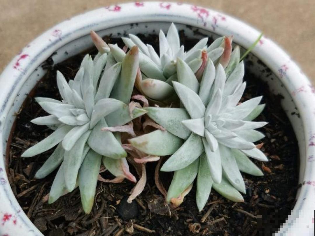 夏天养多肉，学会判断休眠状态，先“保命”要紧