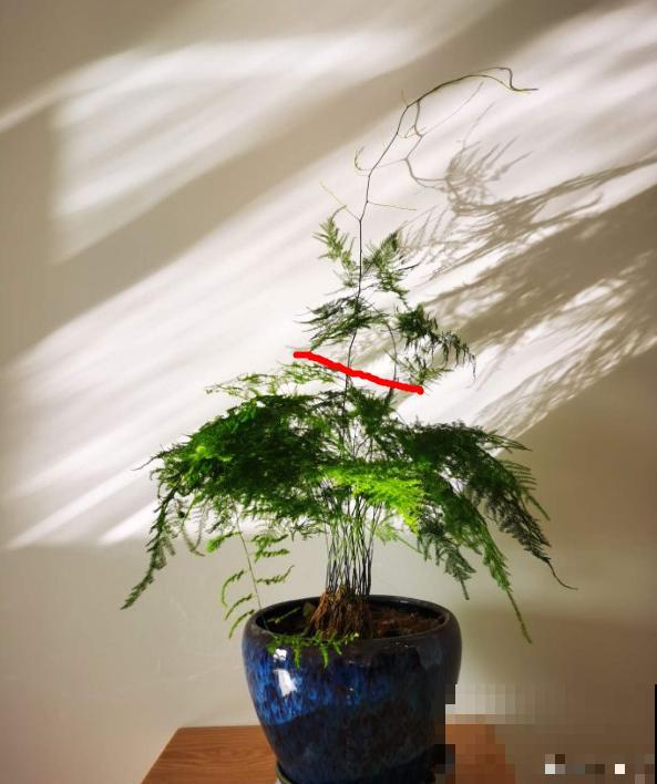 茉莉一长高就剪，别舍不得， 剪对了能快速复花