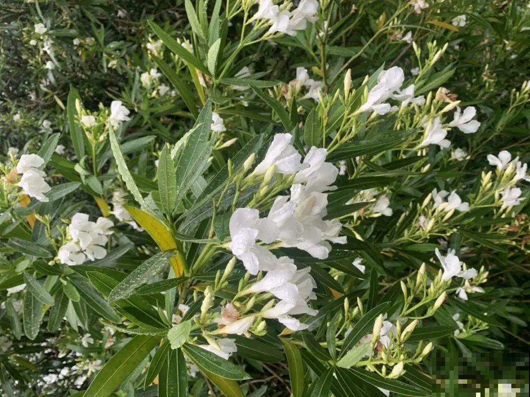 家门口长出这10种草,赶紧拔掉,不然会惹麻烦 家门口长出这10种草,赶紧拔掉,不然会惹麻烦