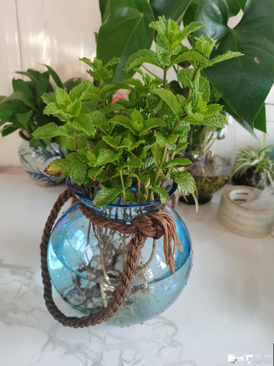 天热要修剪的花，不剪死得快，活不过夏天