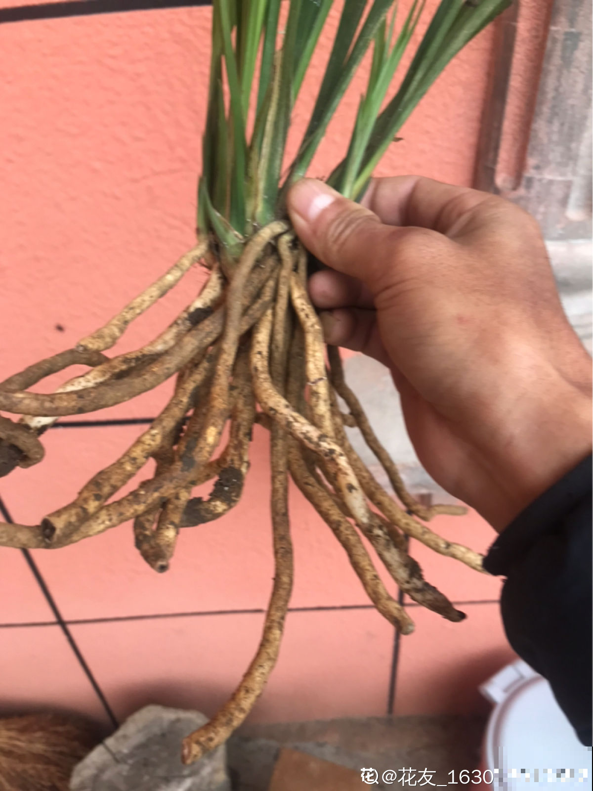 养花用点“酸酸水”,花长得特旺,叶子绿得直滴油 养花用点“酸酸水”,花长得特旺,叶子绿得直滴油