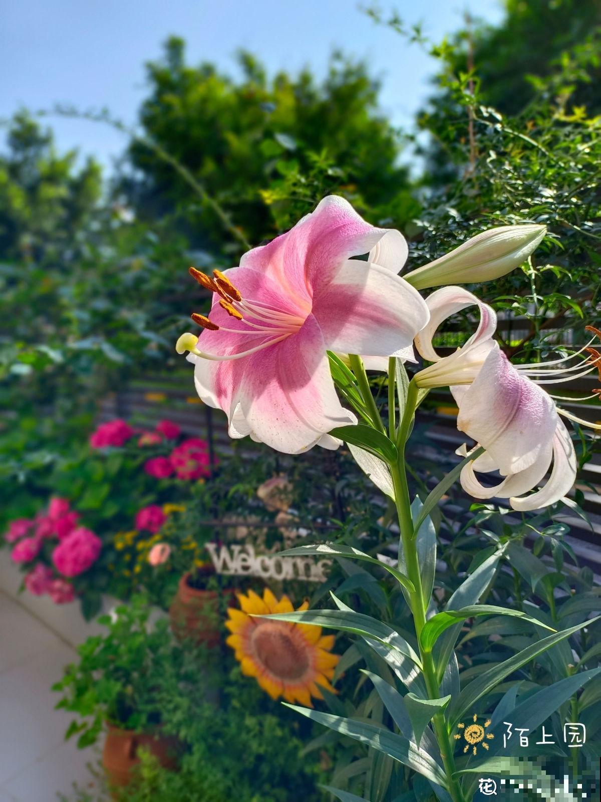 怀孕辣妈超爱养花，亲力亲为建花园，现在人人都羡慕