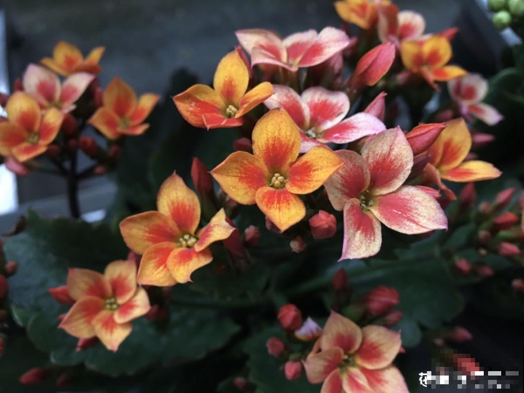 30℃以上，10种花就先别养了，买一盆死一盆，别怪我没提醒你