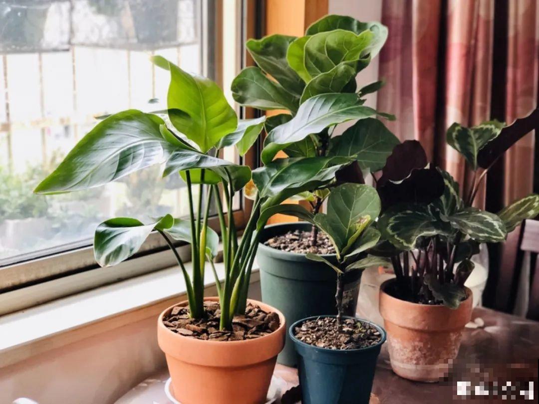 9种花，天热也要施肥，否则活不长，越养越差劲