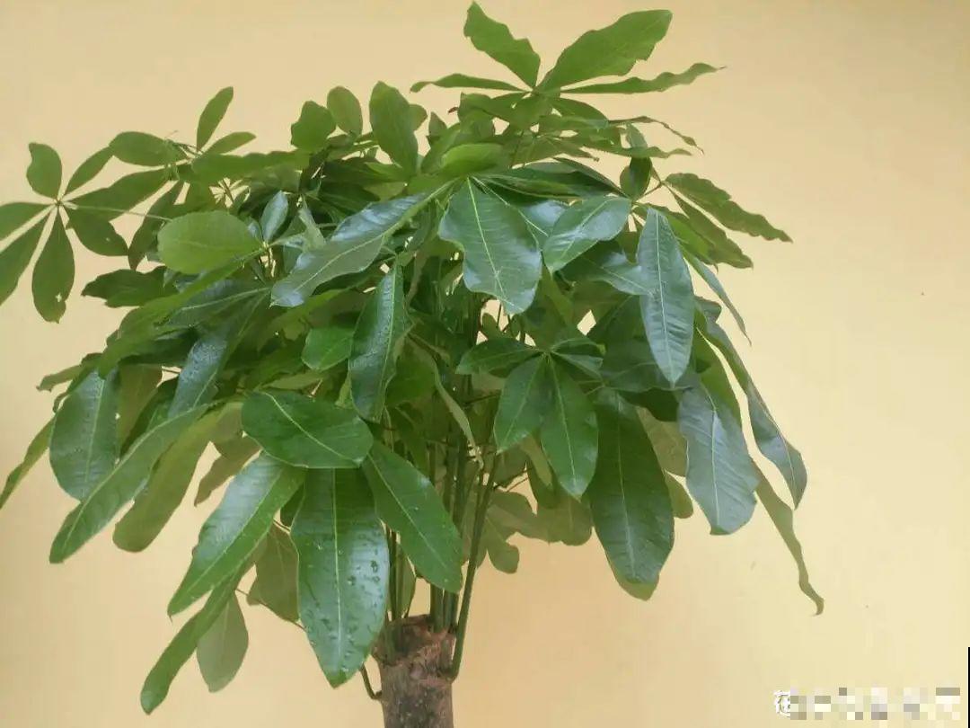 夏天养花，就怕乱浇水，千万不能积水