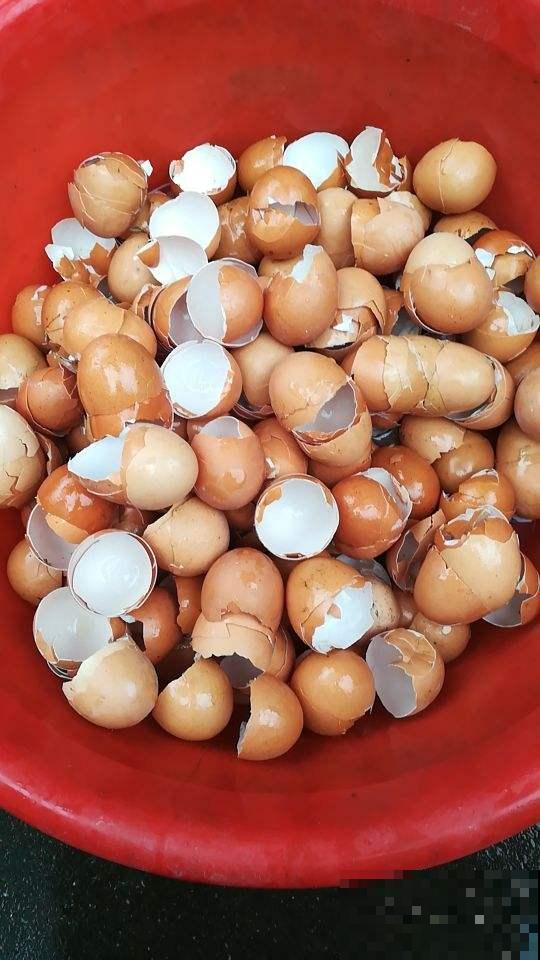 自己做花肥，不花一分钱，肥料更好用，营养还齐全