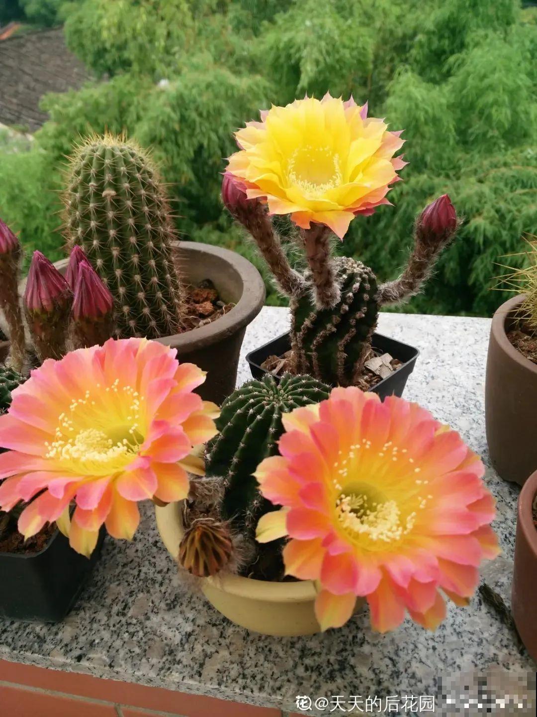 鲜艳多彩的彩草仙人球,开花特惊艳,像荷花一样美 鲜艳多彩的彩草仙人球,开花特惊艳,像荷花一样美