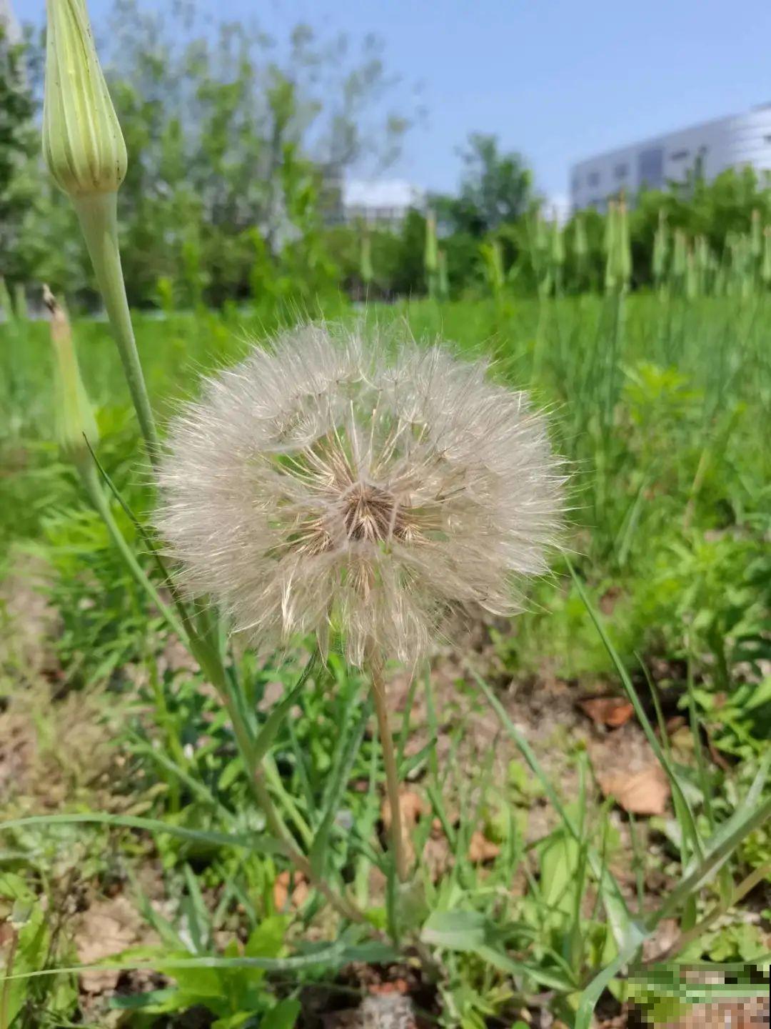 水塘边长出的“烤肠”,原来叫香蒲,毛茸茸特好玩 水塘边长出的“烤肠”,原来叫香蒲,毛茸茸特好玩