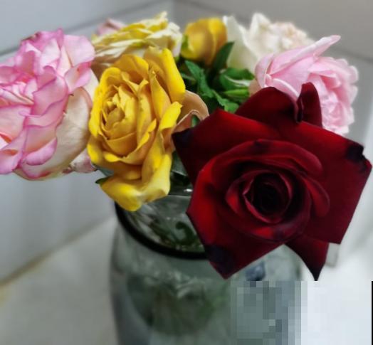 4种“黑色”植物,养起来得劲,却差点被妈妈扔掉 4种“黑色”植物,养起来得劲,却差点被妈妈扔掉