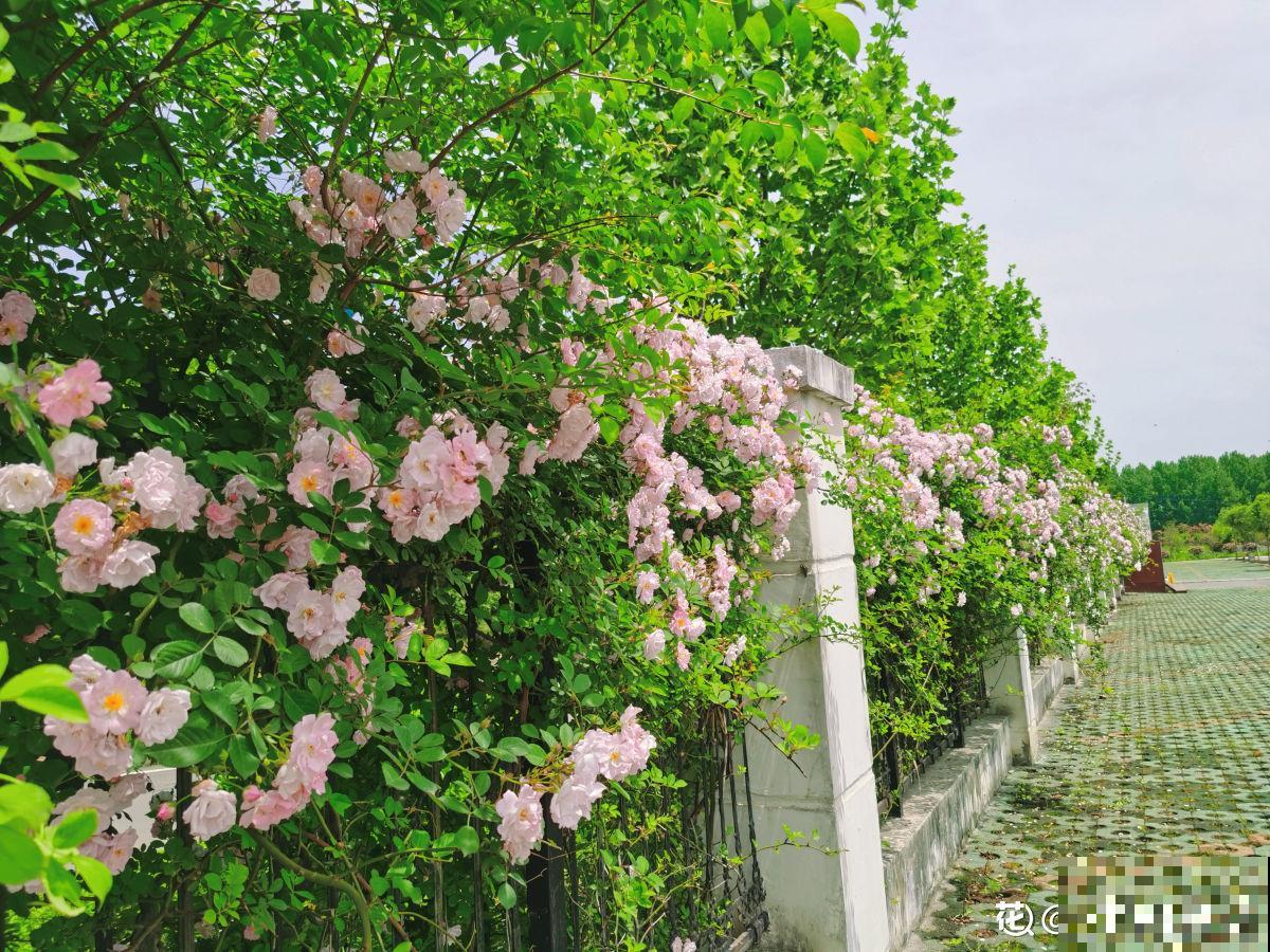 养月季单株不过瘾，简单做好5步，满墙都是月季花