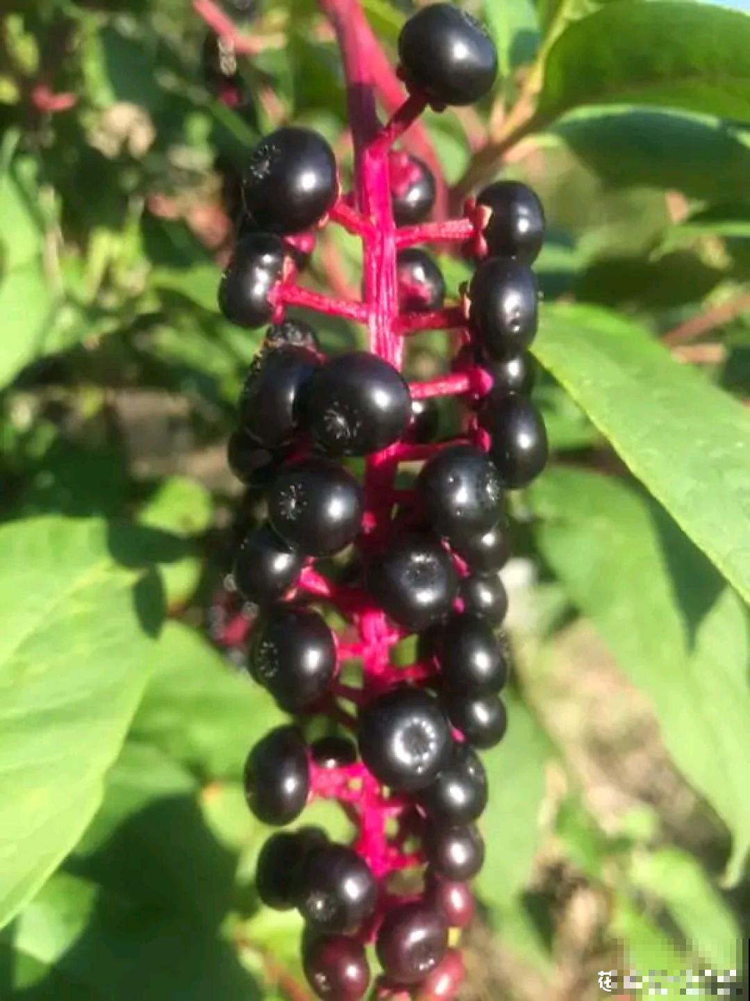 路边的有毒果，被老人捡回家吃，真吓人