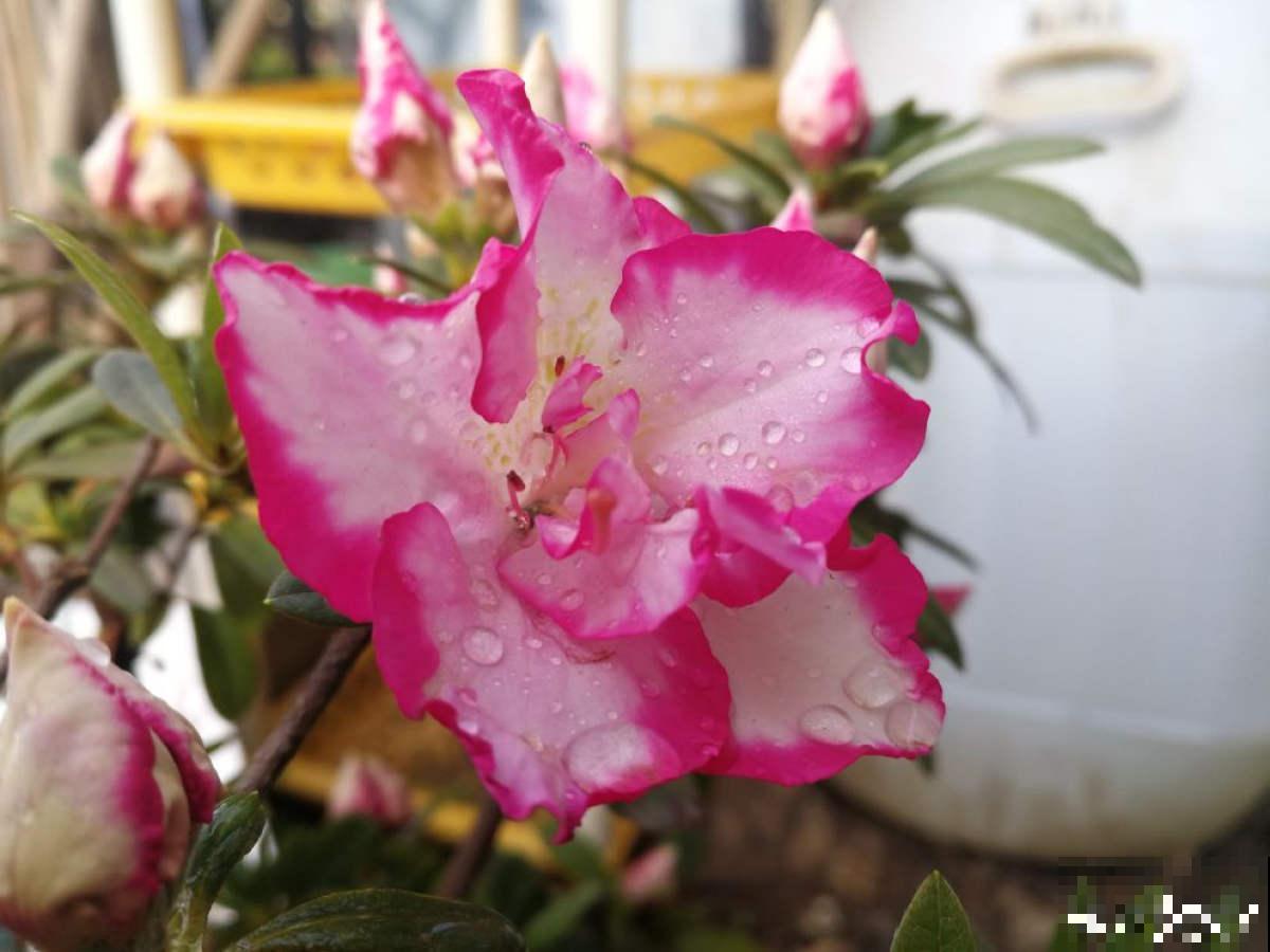 3种花真是“毛病多”，难养难伺候，能养好的都是大神