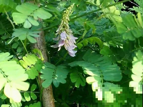 路边不起眼的草,种院子里用处大,还能清热降暑气 路边不起眼的草,种院子里用处大,还能清热降暑气