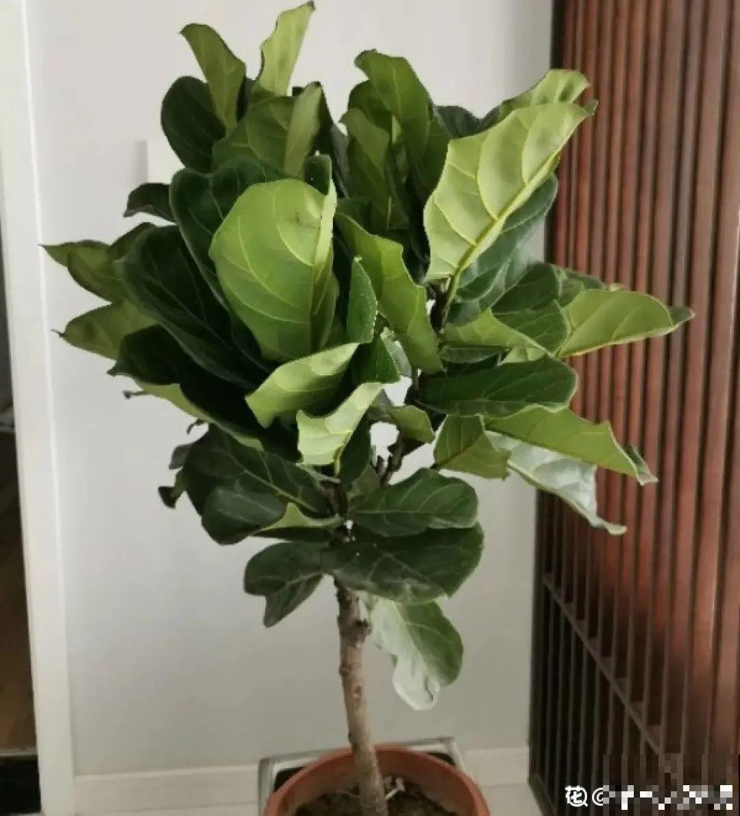 大叶子耐阴花，室内一定养，叶子比脸大，真凉快