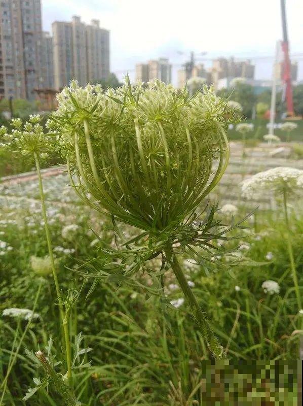 水塘边长出的“烤肠”,原来叫香蒲,毛茸茸特好玩 水塘边长出的“烤肠”,原来叫香蒲,毛茸茸特好玩