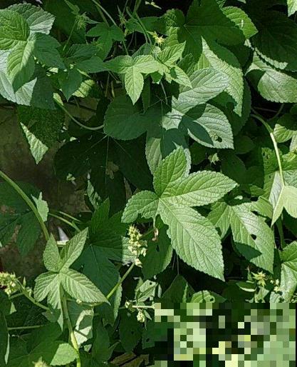 童年常见的20种花，城里很难见到，你认识几种