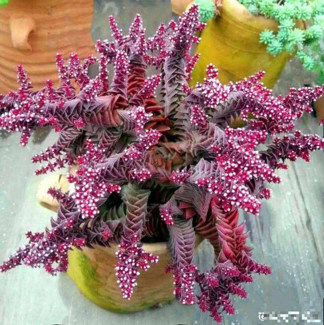 虎皮兰浅盆养，小芽嗖嗖冒，满盆都是新芽