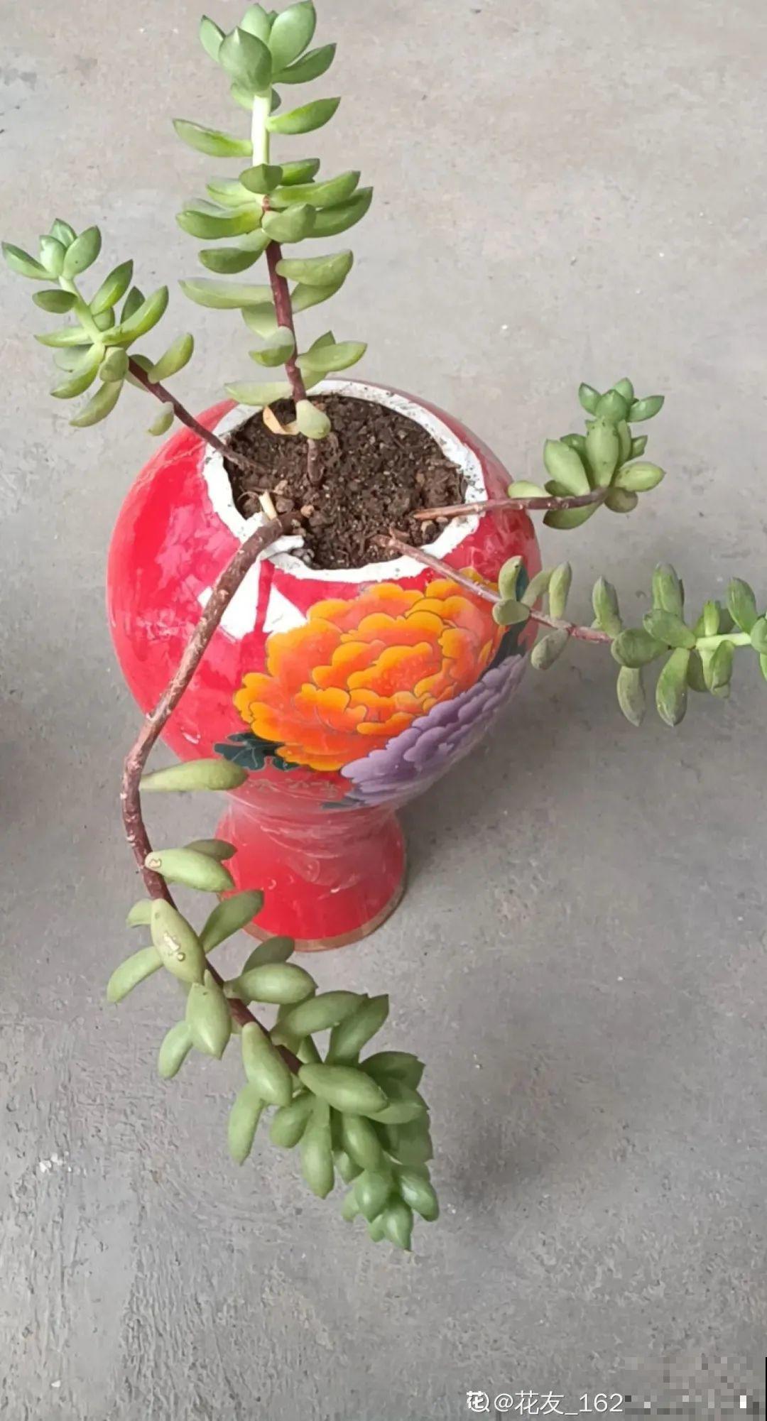 酒瓶子别扔，拿来种多肉，时髦又省钱