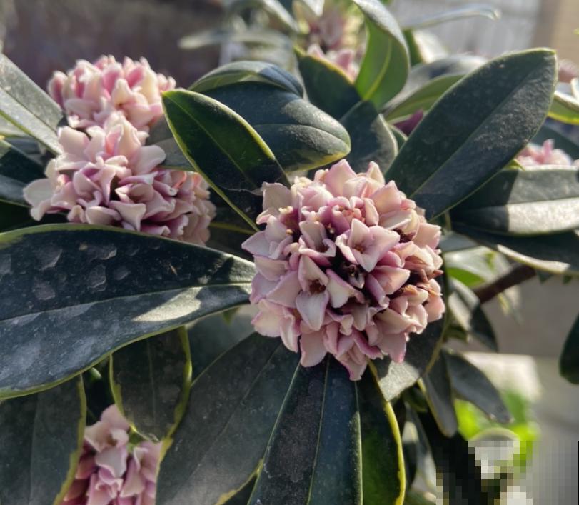 金边瑞香的头号杀手,一旦中招,无力回天! 金边瑞香的头号杀手,一旦中招,无力回天!