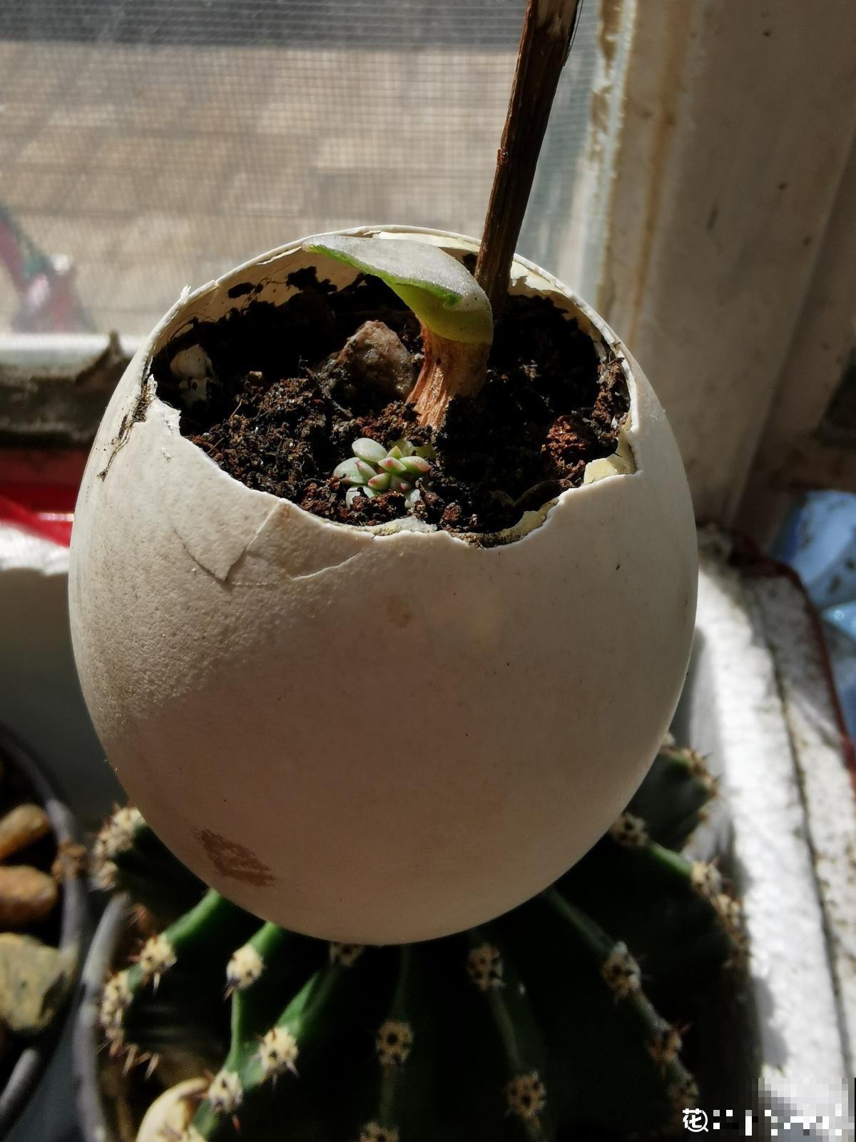 敲开的蛋壳别扔，这5种用法等你发掘，不用真是吃大亏